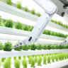 how AI is used in agriculture